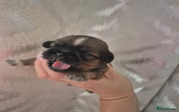 Shih Tzu dogs for sale: ✨ Beautiful Shih Tzu Puppies for Sale ✨ - Image 10