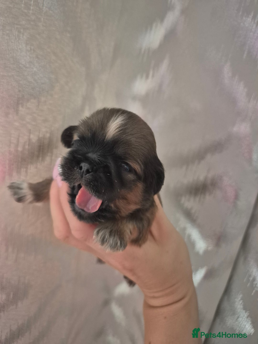 Shih Tzu dogs for sale: ✨ Beautiful Shih Tzu Puppies for Sale ✨ - Image 10