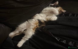 Ragdoll cats for sale: Adorable Ragdoll Kittens Ready Now - Image 10