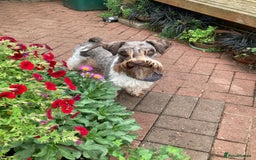 Miniature Schnauzer dogs for stud: CHOCOLATE / WHITE MINIATURE SCHNAUZER AT STUD in Coventry - Image 4