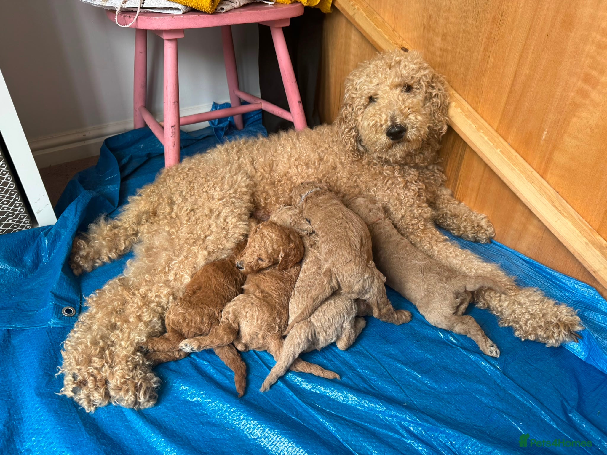 Goldendoodle dogs for sale: Stunning Goldendoodle Puppies in Herne Bay - Advert 1