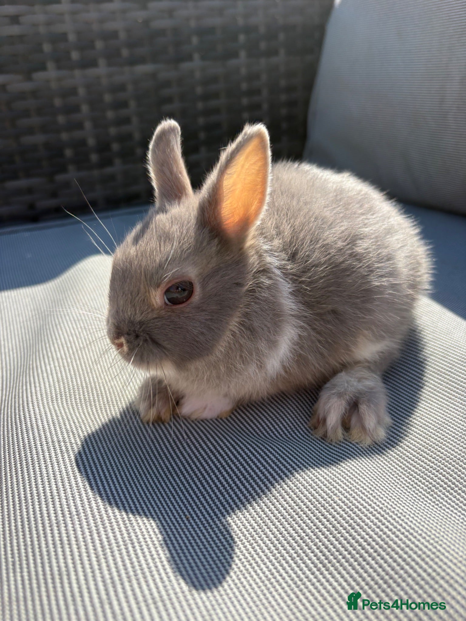 Netherland Dwarf rabbits Two Male pure breed Netherland dwarfs for sale  - Advert 1