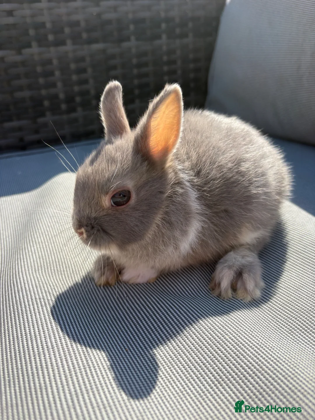 Netherland Dwarf rabbits for sale: Two Male pure breed Netherland dwarfs for sale  - Advert 1