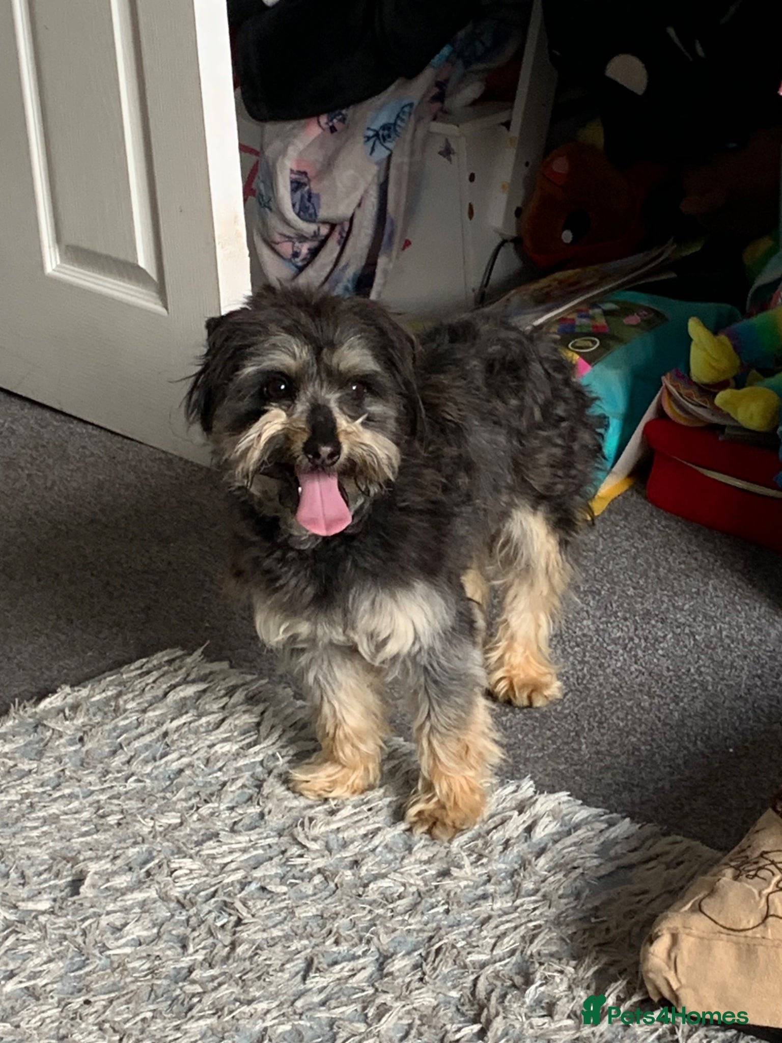 Mixed Breed dogs Jack shu for sale  - Advert 2