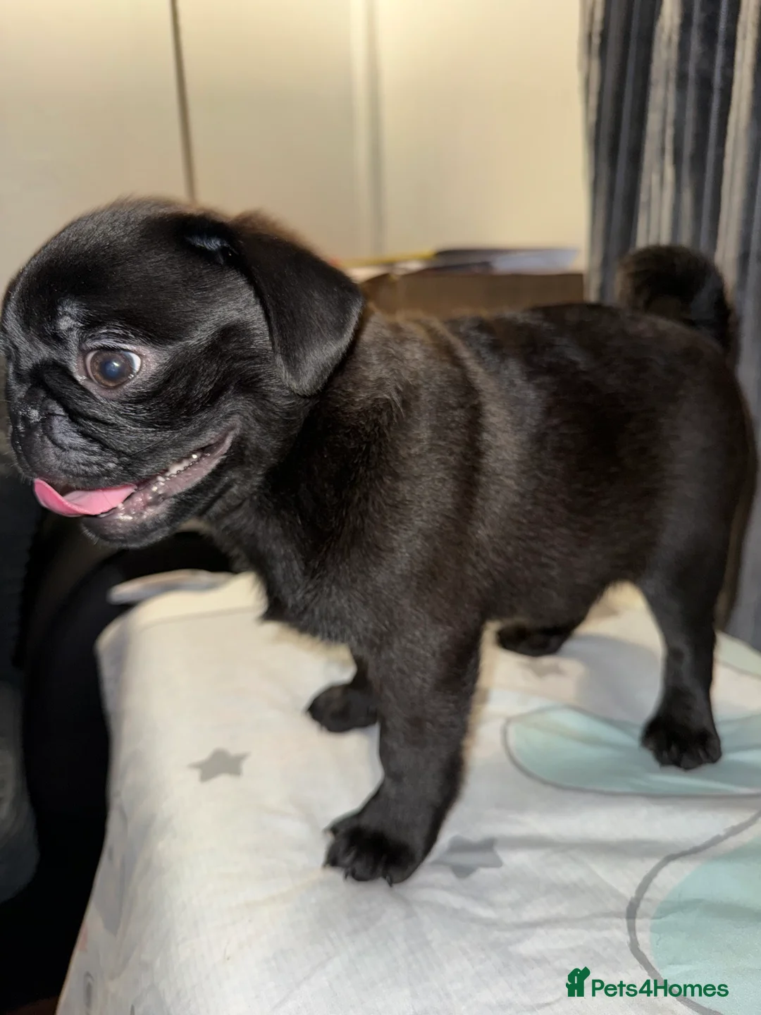 Pug dogs for sale: 3 beautiful pug puppies - Advert 4