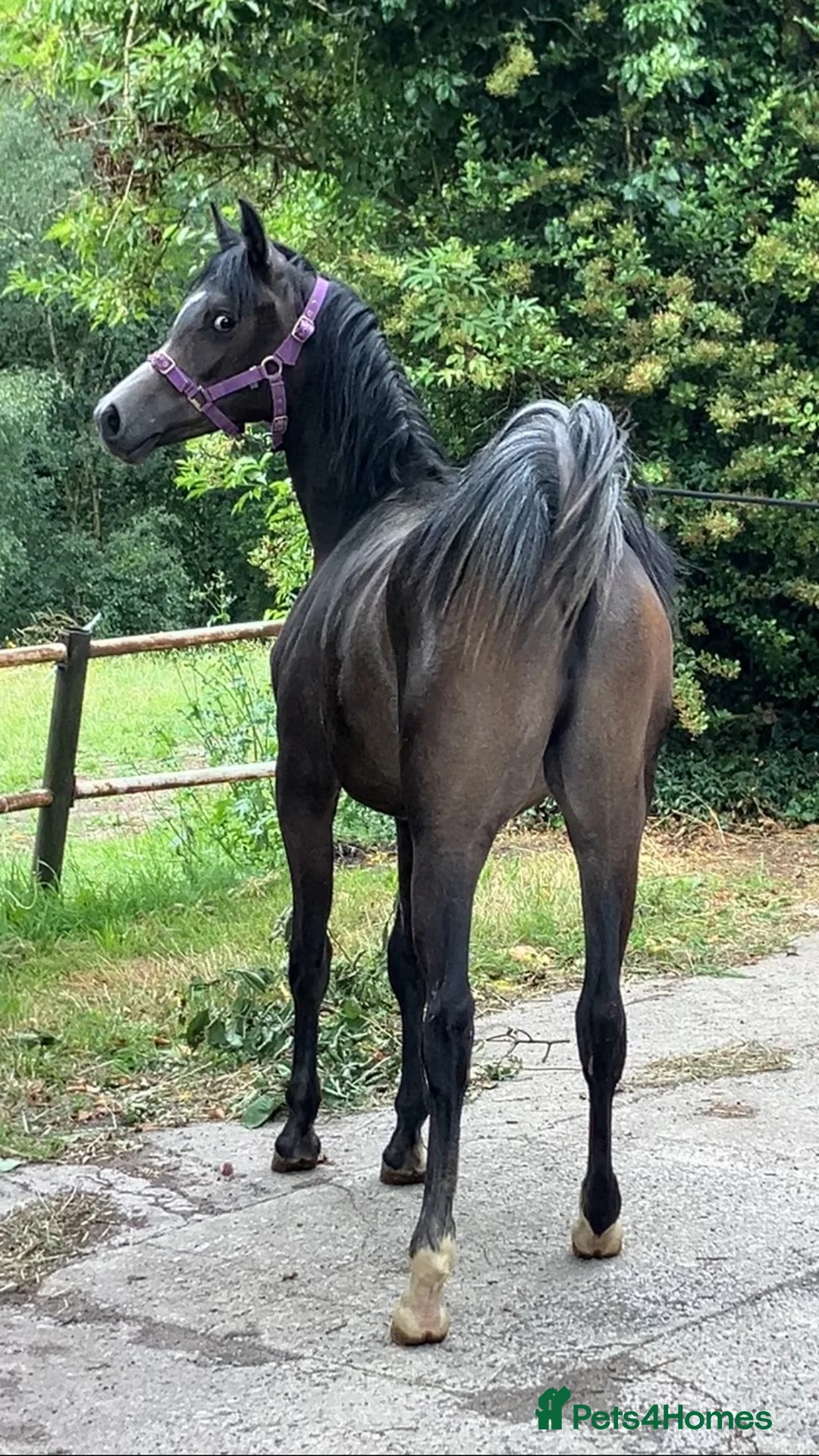 Arabian horse horses for sale: Eye-catching grey Arab yearling gelding - Advert 2