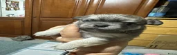 Chihuahua dogs for sale: Beautiful long-haired chihuahuas  - Advert 12