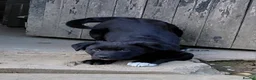 Mixed Breed dogs for sale: Black collie cross very chunky bitch  - Advert 6