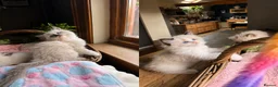 Ragdoll cats for sale: ✨🏆Pedigree, health clear . Ragdoll Kittens ✨🏆 - Advert 3
