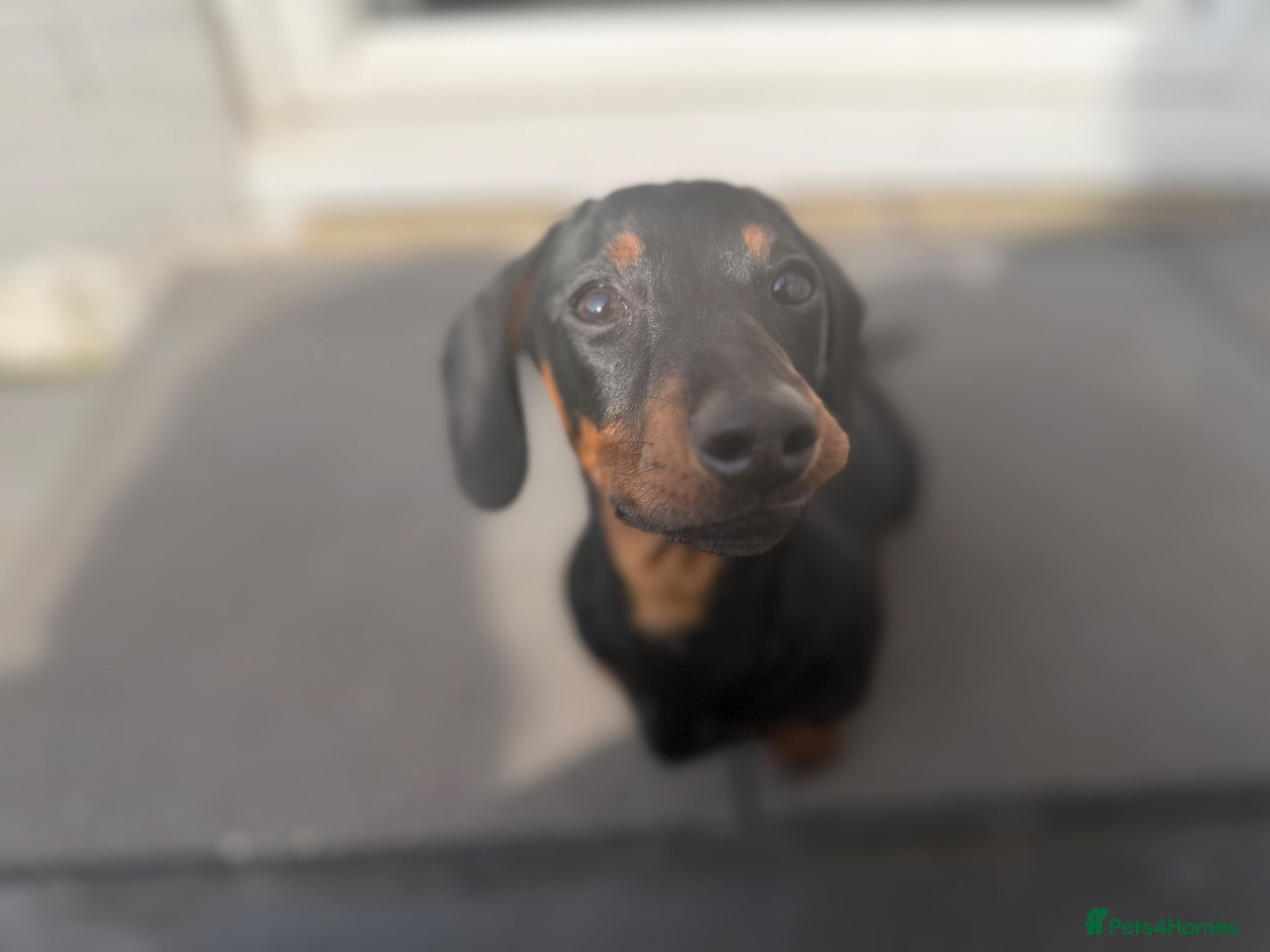 Miniature Dachshund dogs Female miniature dachshund  - Advert 3