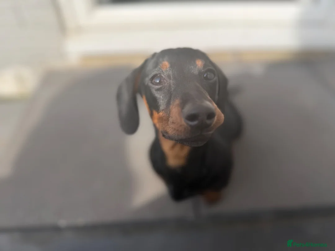 Miniature Dachshund dogs for sale: Female&Male miniature dachshund  - Advert 7