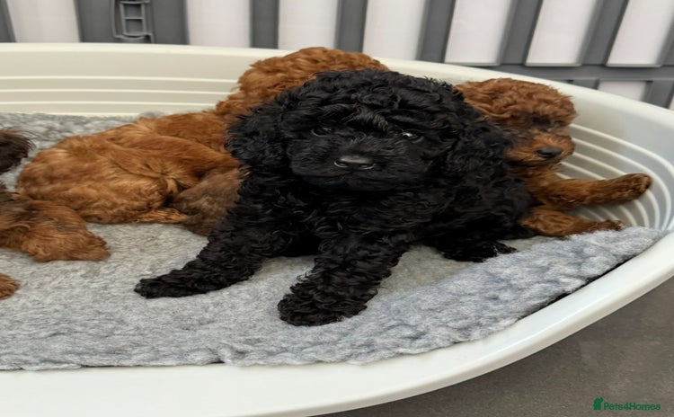 Toy Poodle dogs - Advert 4