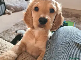 Cockapoo dogs Show cockerpoo - Advert 10