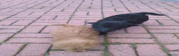 Labradoodle dogs for sale: Labradoodle pups F1B - Advert 5