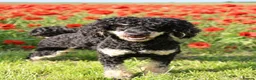 Toy Poodle dogs for stud: Black phantom toy poodle for stud  - Advert 2