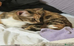 Asian cats for sale: Adult Calico Female - Image 2