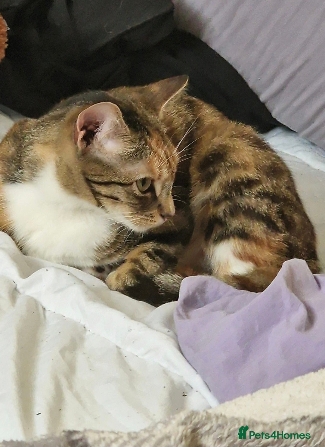 Asian cats for sale: Adult Calico Female - Image 2