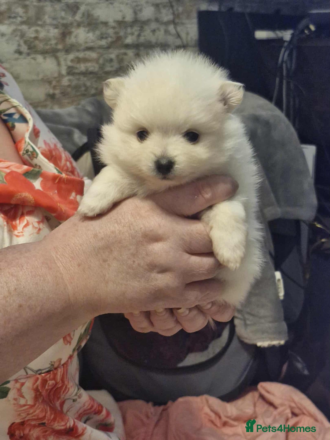 Pomeranian dogs for sale: white pom puppies - Image 4