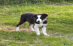 Border Collie dogs for sale: Border Collie female - Image 4
