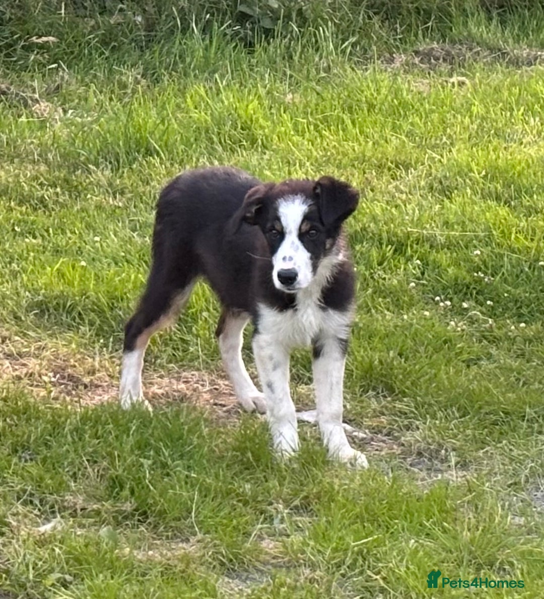 Border Collie dogs for sale: Border Collie female - Image 4