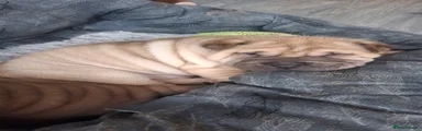 Male brush coat