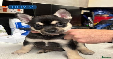 Mixed Breed dogs - Advert 2