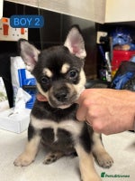 Mixed Breed dogs - Advert 7