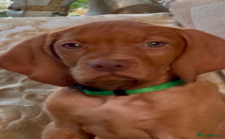 Hungarian Vizsla dogs - Advert 3
