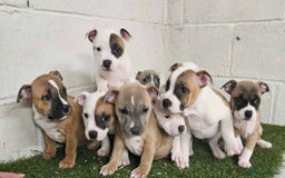 Staffordshire Bull Terrier dogs for sale: Kc Staffordshire bull terrier puppies  - Image 16