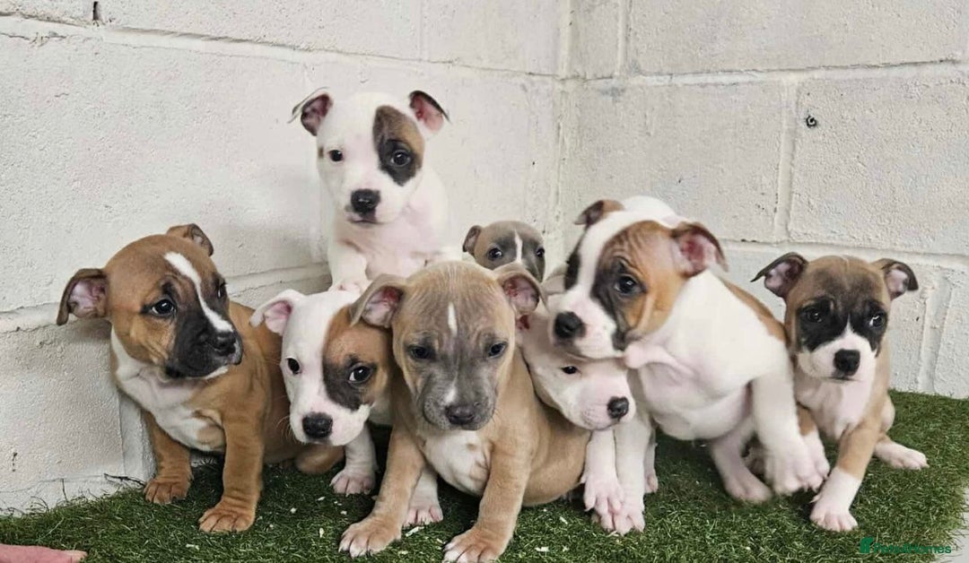 Staffordshire Bull Terrier dogs for sale: Kc Staffordshire bull terrier puppies  - Image 16