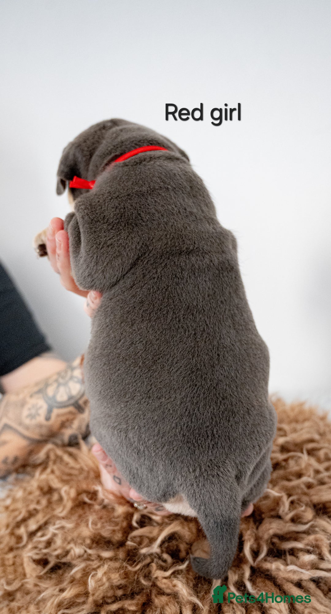 Olde English Bulldogge dogs for sale: Last boy available Olde english bulldog  - Image 21