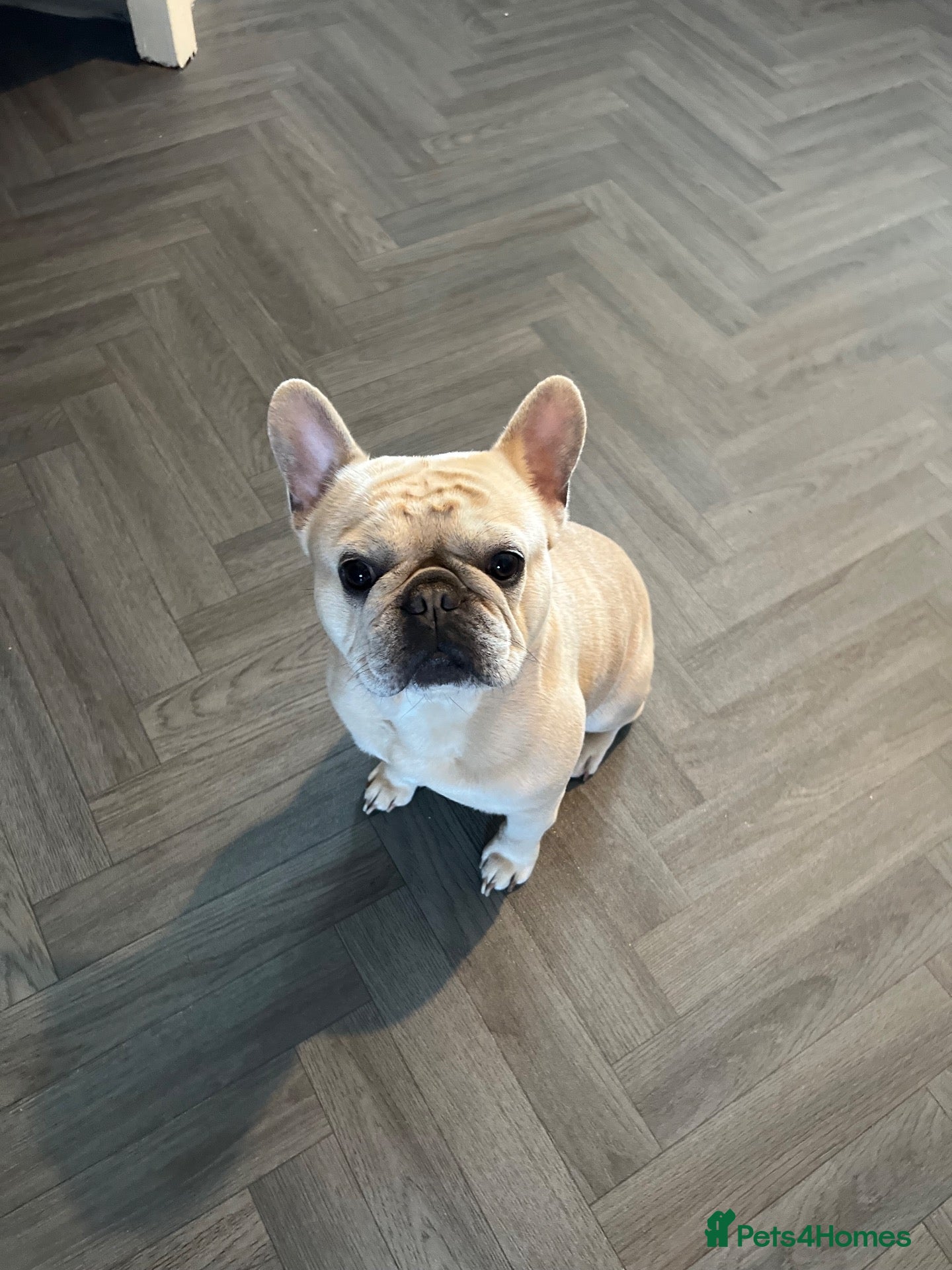 French Bulldog dogs Draven  - Advert 2