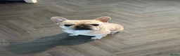 French Bulldog dogs for sale: Draven  - Advert 1