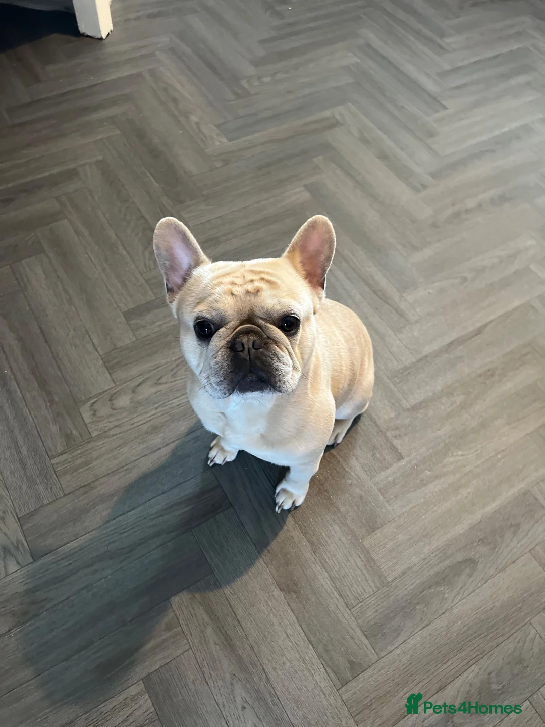 French Bulldog dogs for sale: Draven  - Advert 1