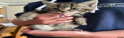 Mixed Breed cats for sale: 5 Mixed breed kittens - Advert 1