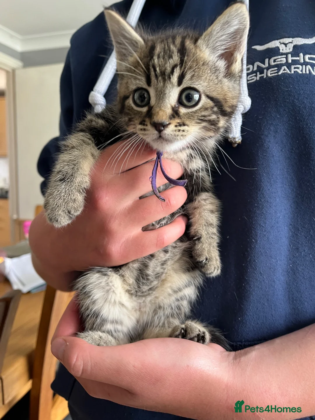 Mixed Breed cats for sale: 5 Mixed breed kittens - Advert 1
