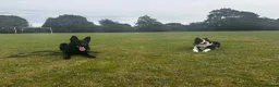 German Shepherd dogs for stud: German Shepherd For *STUD* - Advert 6