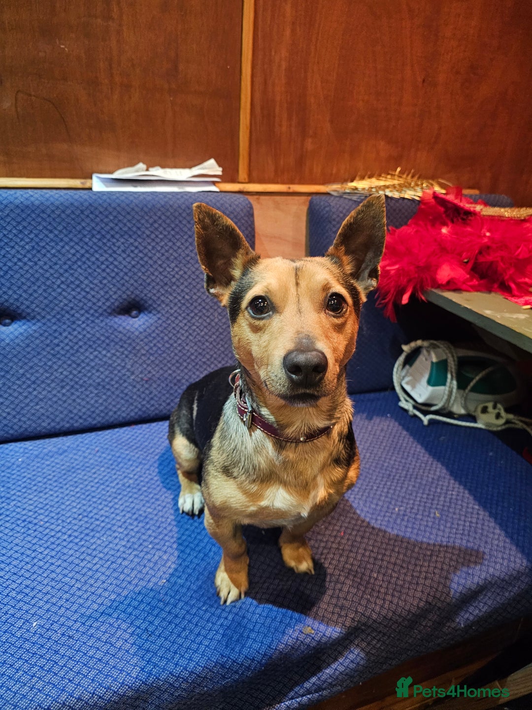 Jack Russell dogs for sale: Pure Breed special colour Jack Russells  - Advert 22