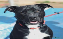 Mixed Breed dogs for adoption: Save SCOBY from more heartache - Image 2