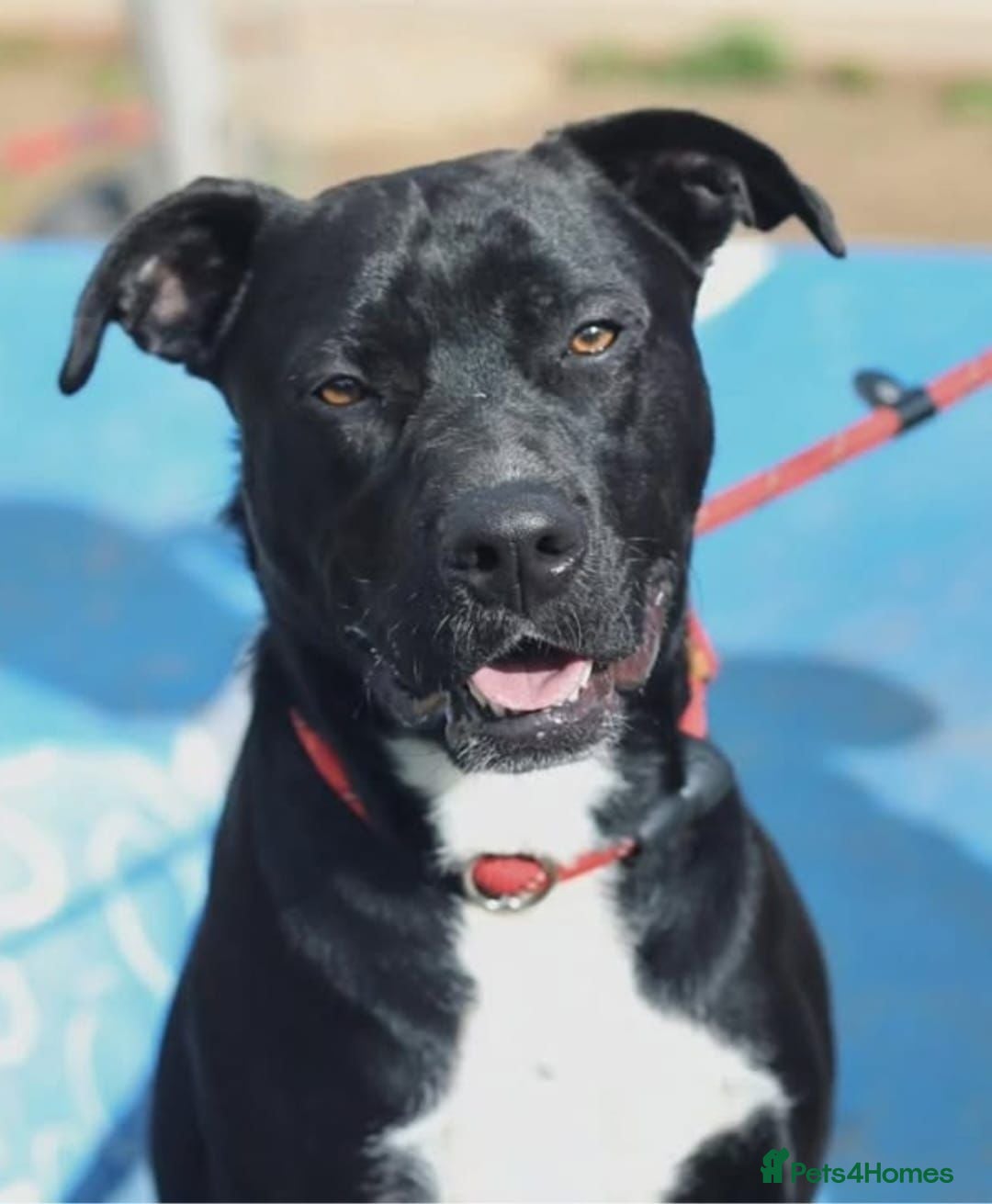 Mixed Breed dogs for adoption: Save SCOBY from more heartache - Image 2