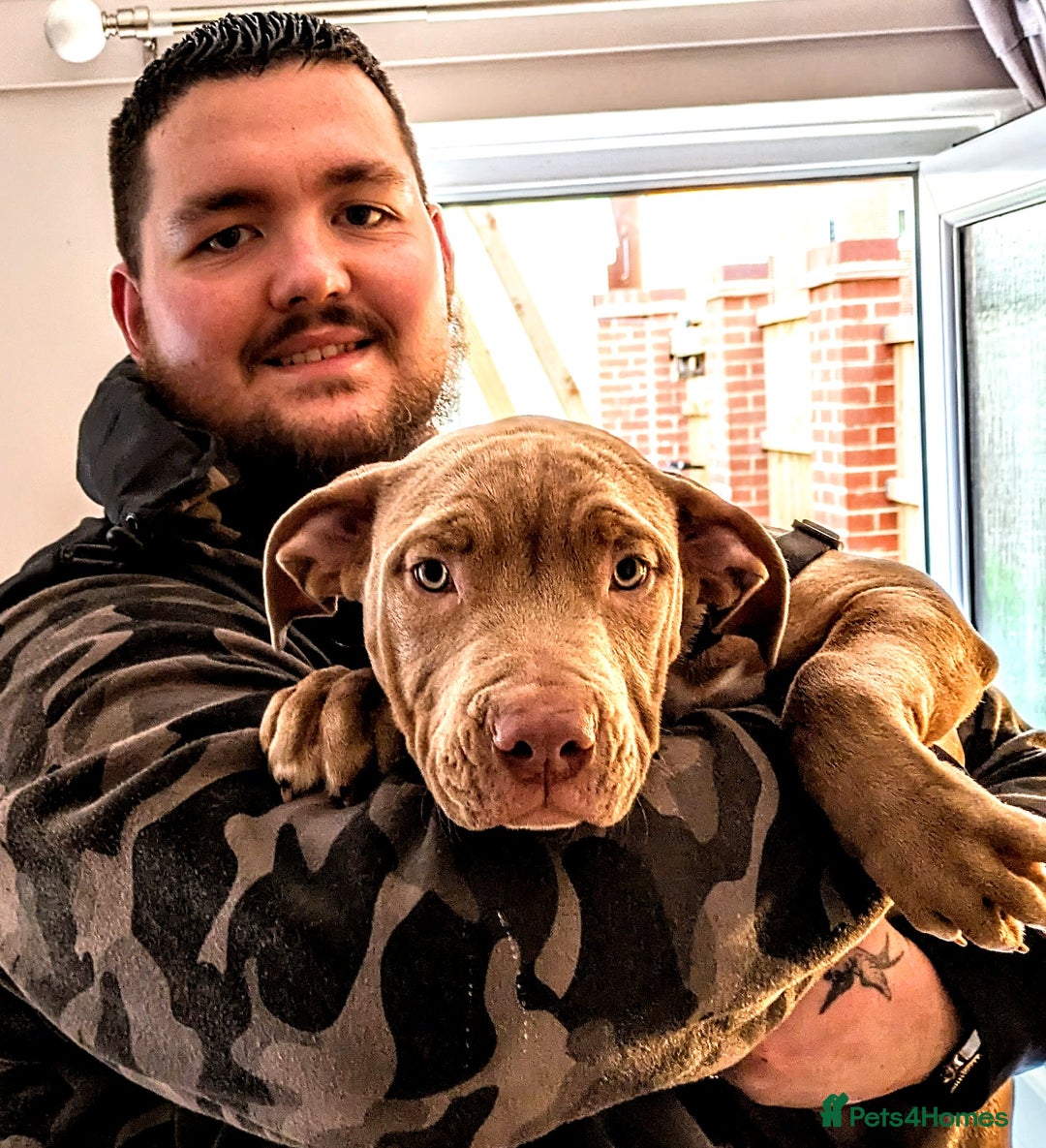 American Bully dogs for sale: American Bully 4 Months Old A Sweetheart  in Stonehouse - Image 34