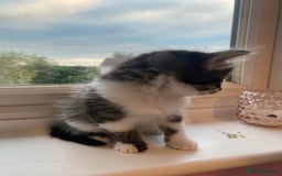 Mixed Breed cats for sale: Fluffy adorable mixed tabby! - Image 6