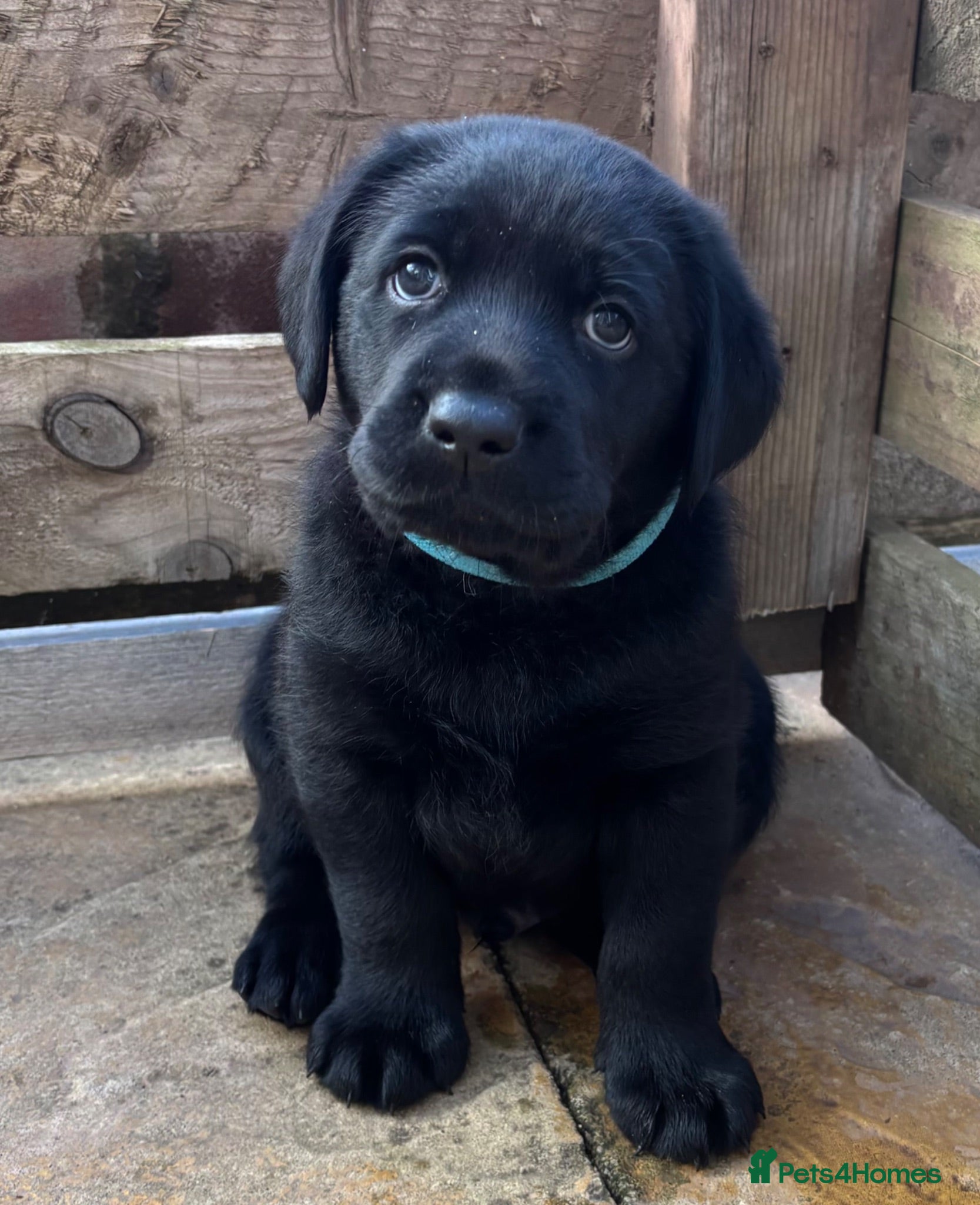 Labrador Retriever dogs 2 male black chunky Labradors left!  - Advert 10