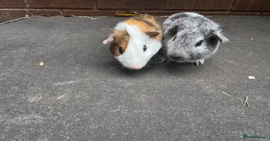 Guinea Pig rodents - Advert 9