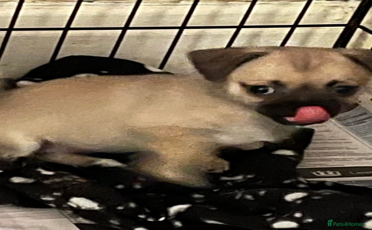 Mixed Breed dogs - Advert 1