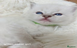 Ragdoll cats for sale: Adorable Ragdoll kittens - Image 12