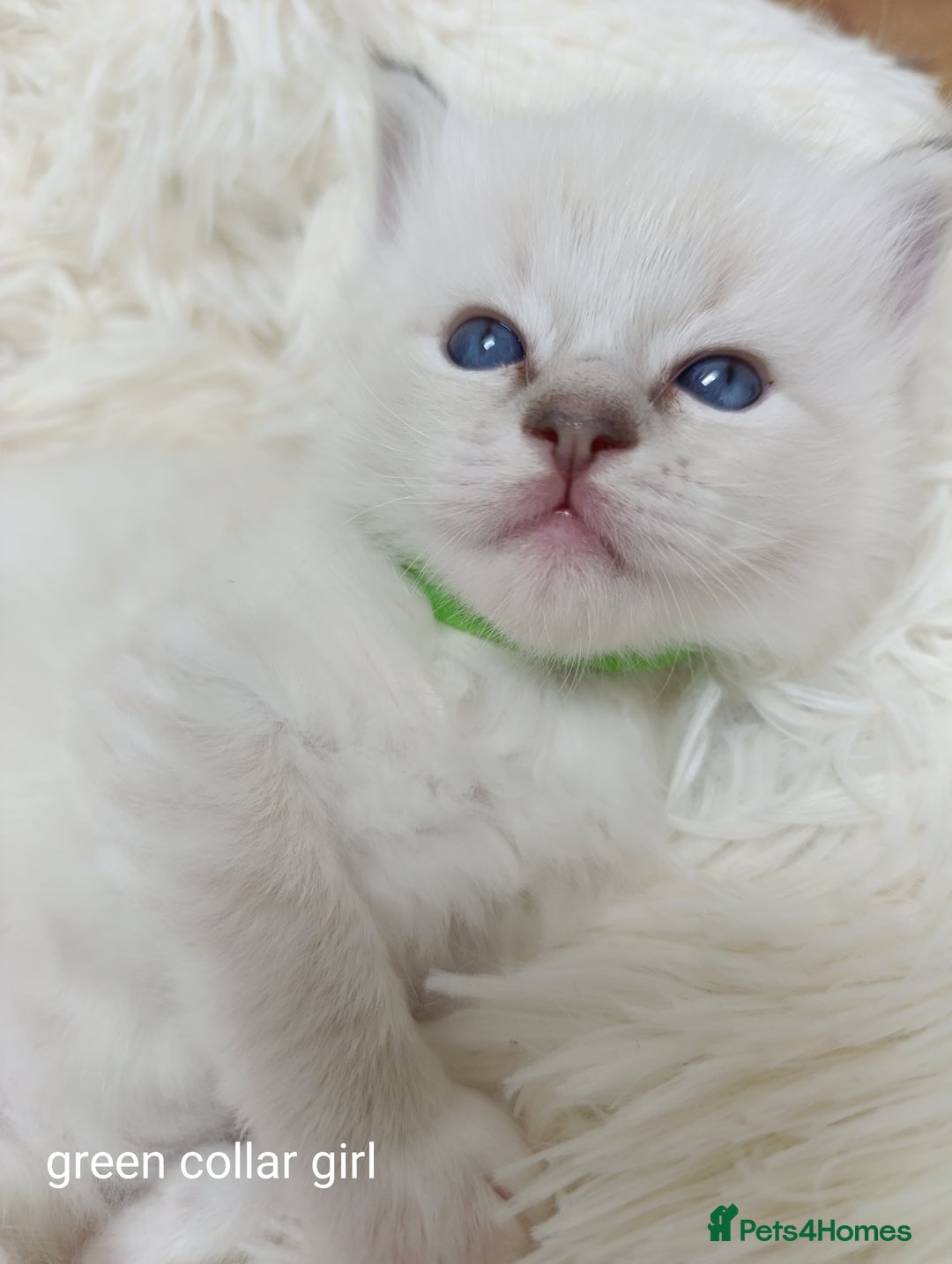 Ragdoll cats for sale: Adorable Ragdoll kittens - Image 12