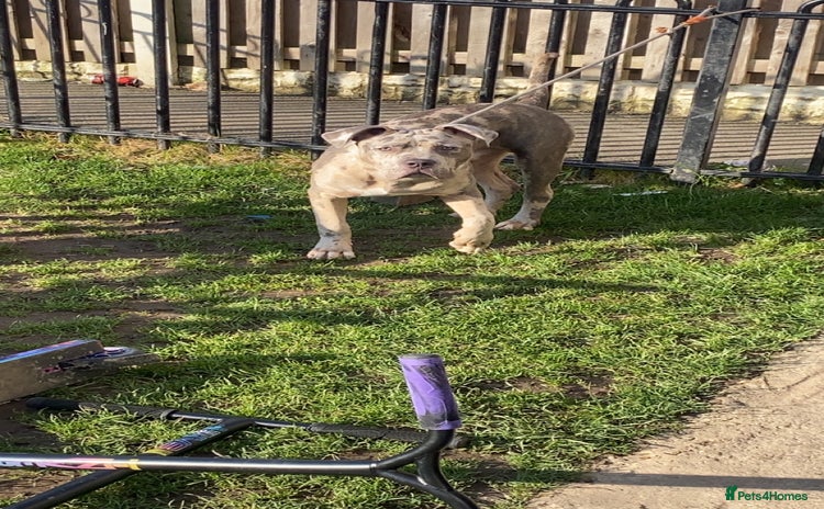 Cane Corso dogs - Advert 6