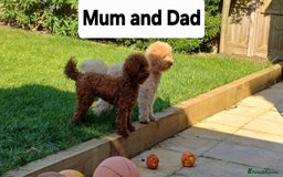 Toy Poodle dogs for sale: Charming Toy Poodle Puppies - Image 37