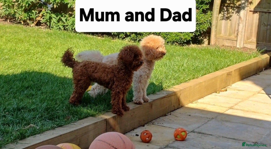 Toy Poodle dogs for sale: Charming Toy Poodle Puppies - Image 37